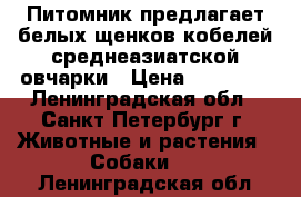 Питомник предлагает белых щенков кобелей среднеазиатской овчарки › Цена ­ 25 000 - Ленинградская обл., Санкт-Петербург г. Животные и растения » Собаки   . Ленинградская обл.